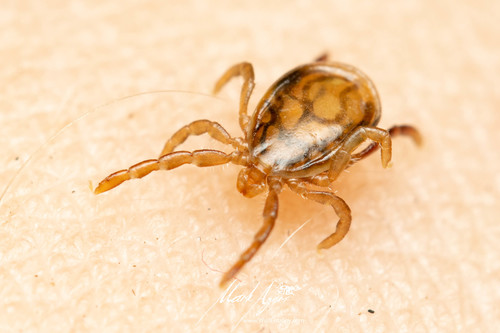 Ixodes