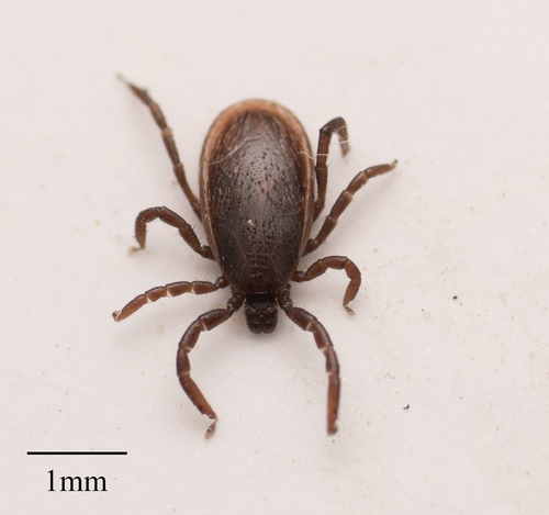 Ixodes