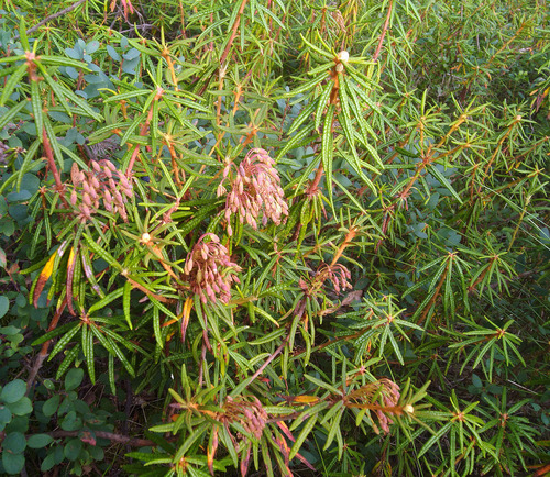 Labrador Marsh marsh Labrador tea | Native Nature