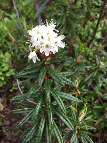 marsh Labrador tea | Native Nature