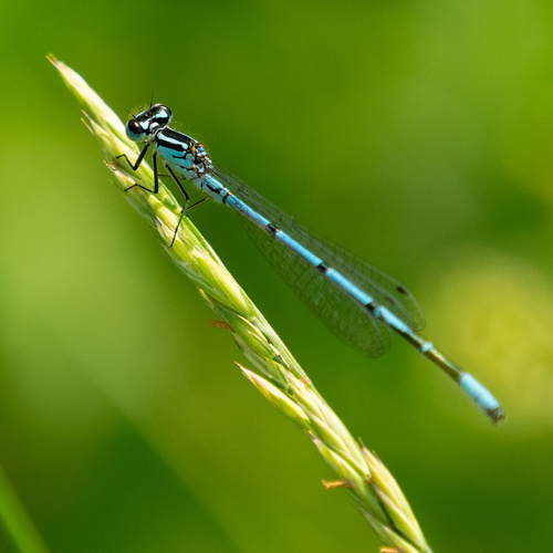 Azure Damselfly