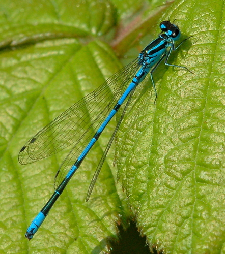 Azure Damselfly