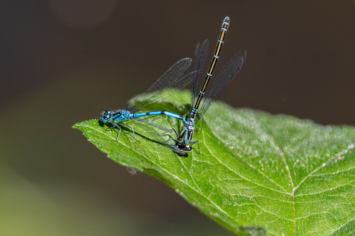 Azure Damselfly