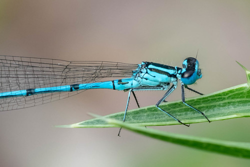 Azure Damselfly