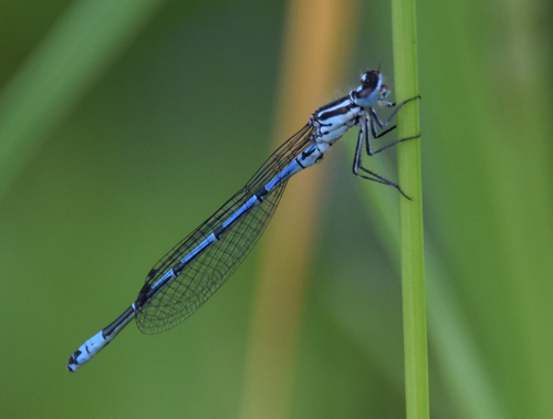 Azure Damselfly
