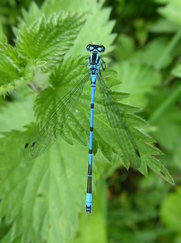 Azure Damselfly