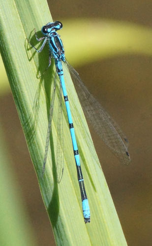 Azure Damselfly