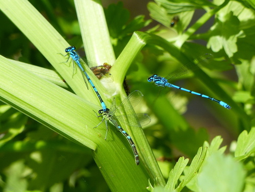 Azure Damselfly