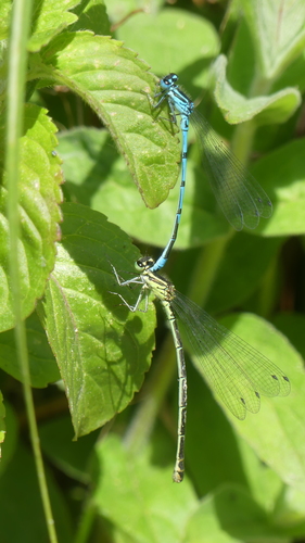 Azure Damselfly