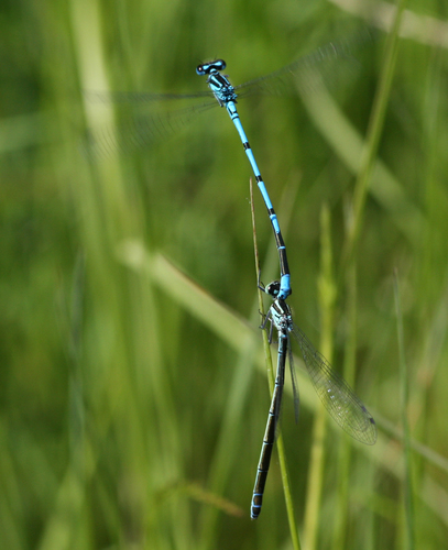 Azure Damselfly
