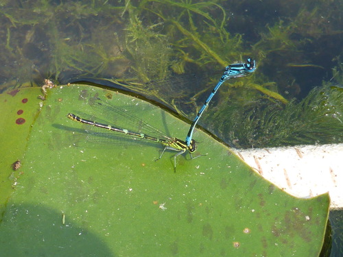 Azure Damselfly