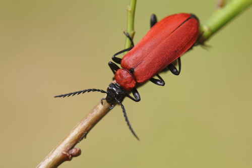 Black-headed Cardinal Beetle