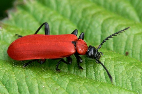 Black-headed Cardinal Beetle