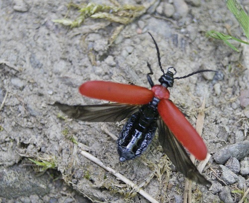 Black-headed Cardinal Beetle