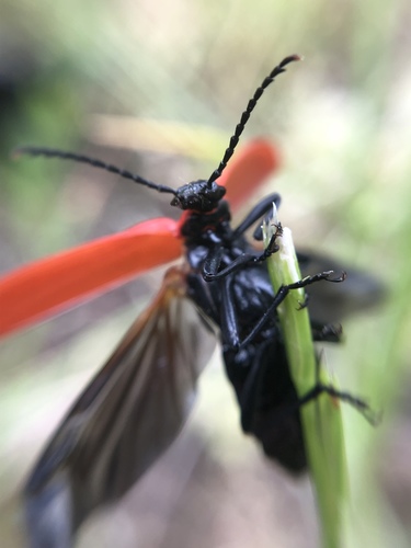 Black-headed Cardinal Beetle