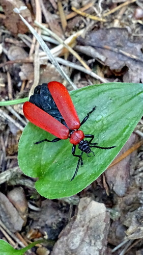 Black-headed Cardinal Beetle