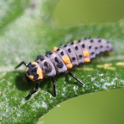Seven-spotted Lady Beetle