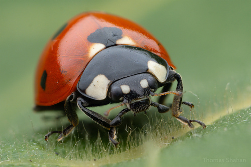 Seven-spotted Lady Beetle