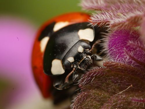 Seven-spotted Lady Beetle