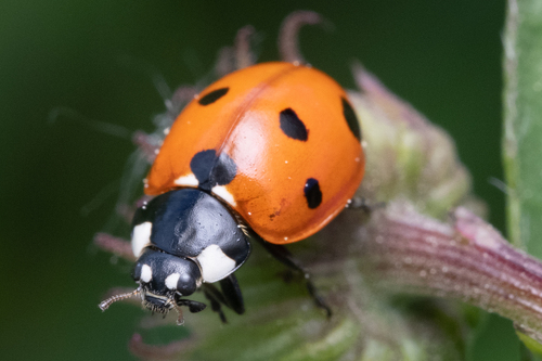 Seven-spotted Lady Beetle