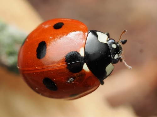 Seven-spotted Lady Beetle