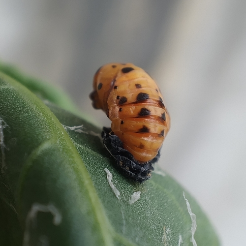 Seven-spotted Lady Beetle