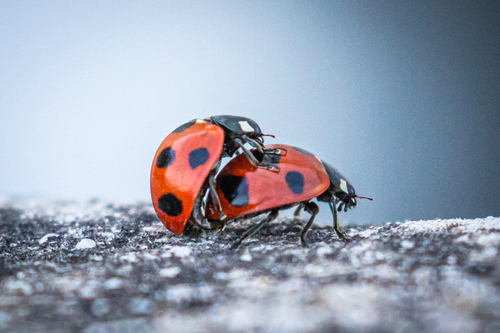 Seven-spotted Lady Beetle