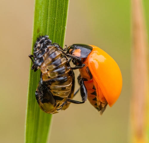 Seven-spotted Lady Beetle