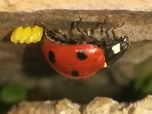 Seven-spotted Lady Beetle