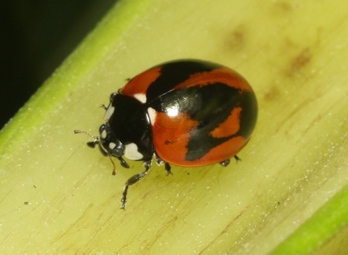 Seven-spotted Lady Beetle