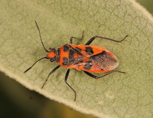 Spotted Firebug