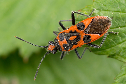Spotted Firebug