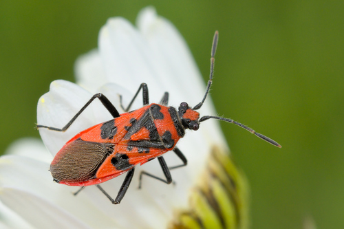 Spotted Firebug