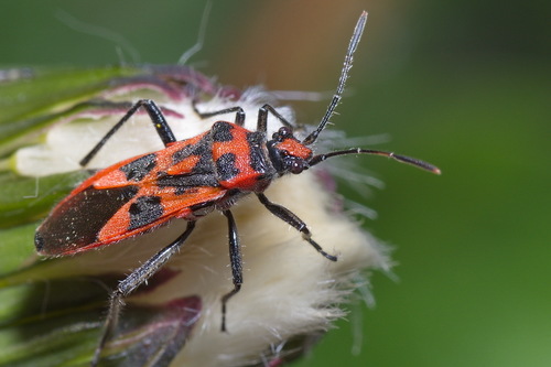 Spotted Firebug