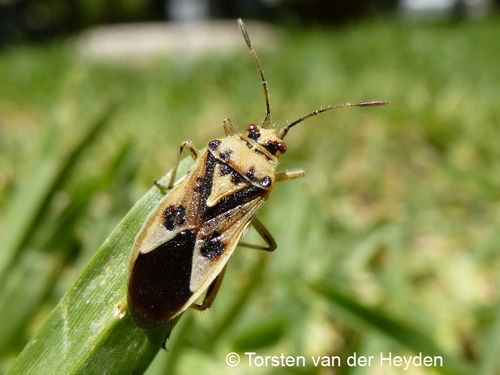 Spotted Firebug