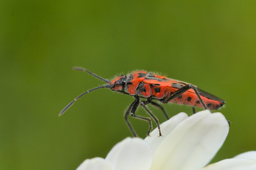 Spotted Firebug