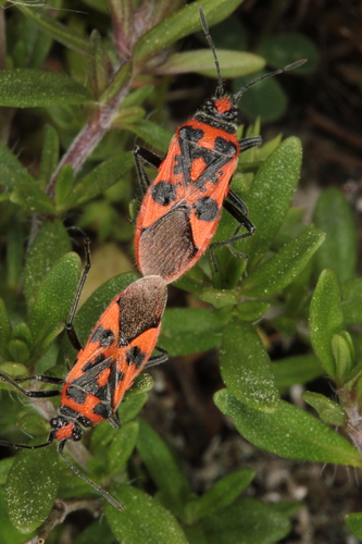 Spotted Firebug