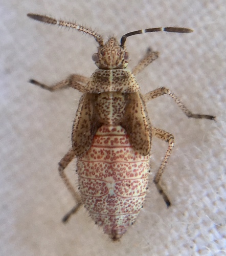 Spotted Firebug