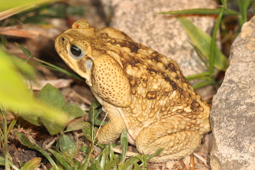 Giant Toad