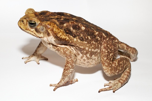 Giant Toad