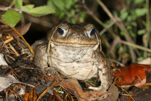 Giant Toad