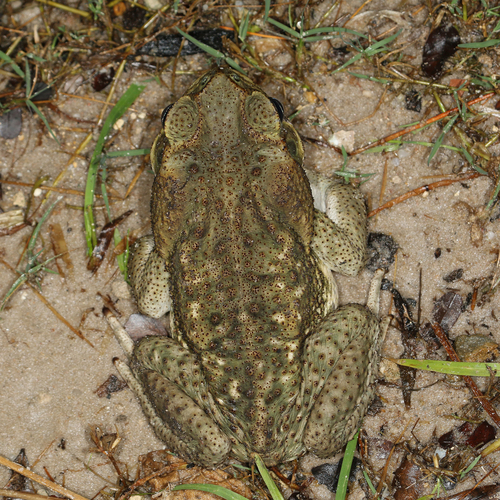 Giant Toad