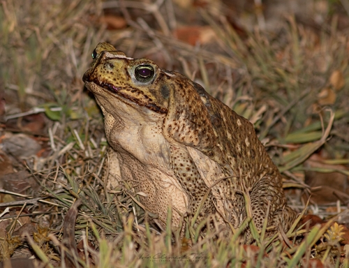 Giant Toad