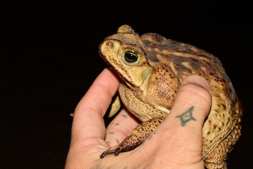 Giant Toad