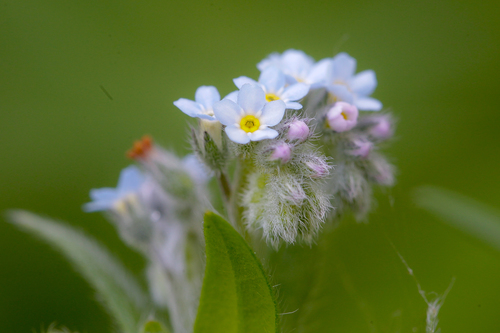 field forget-me-not