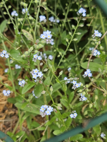 field forget-me-not