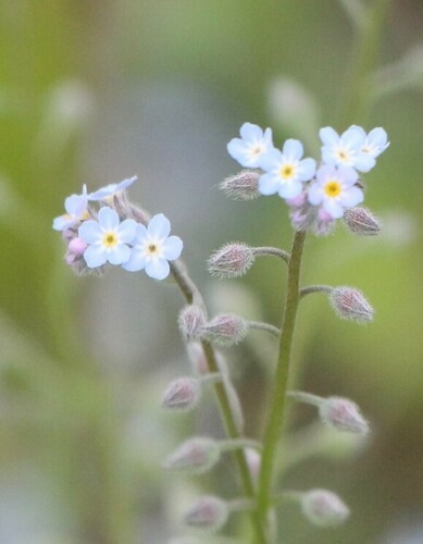 field forget-me-not