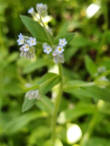 field forget-me-not