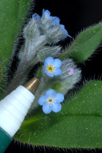 field forget-me-not