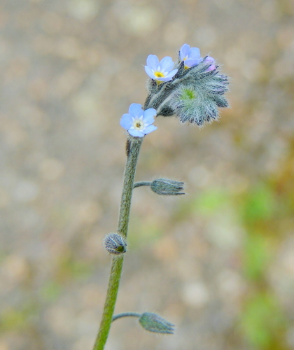field forget-me-not